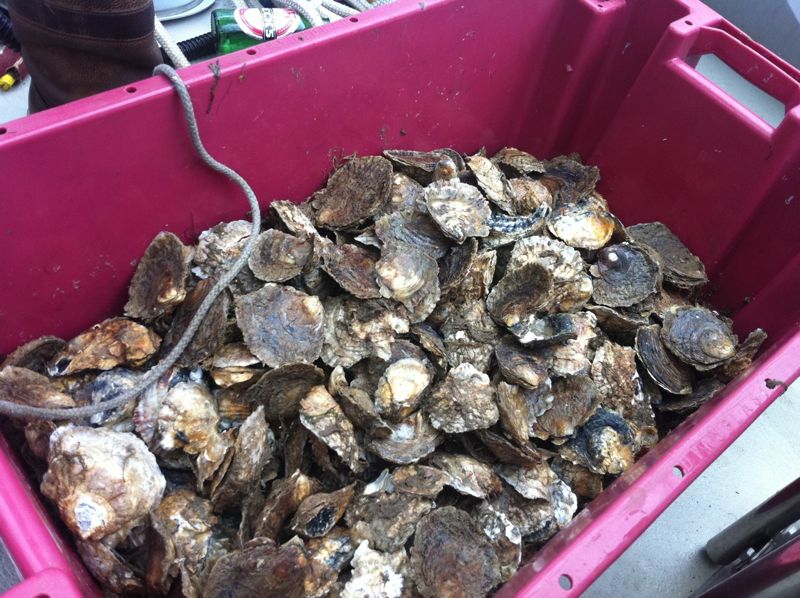 we caught these native oysters